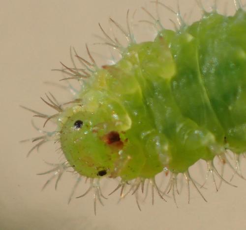 Claremontia confusa
